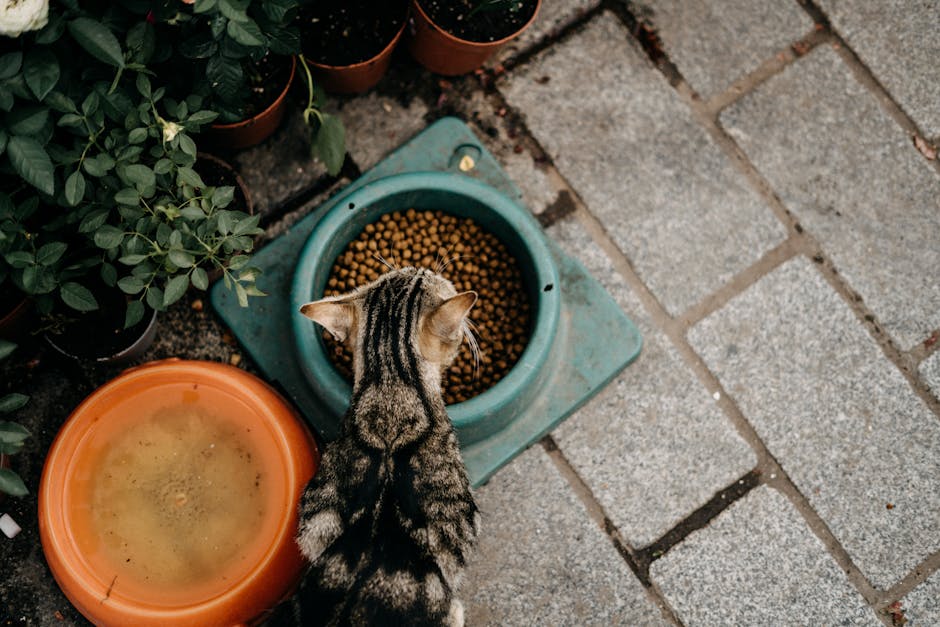 고양이 사료